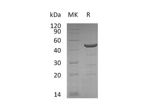 > 95 % as determined by reducing SDS-PAGE.