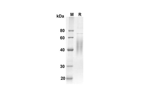 SDS-PAGE analysis of Mouse Cd244 proteins, 2 μg/lane of Recombinant Mouse Cd244 proteins was resolved with an SDS-PAGE under reducing conditions, showing bands at 22.6 kDa.