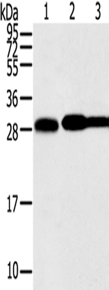 Anti-Human STX10 Antibody - ABMIUM