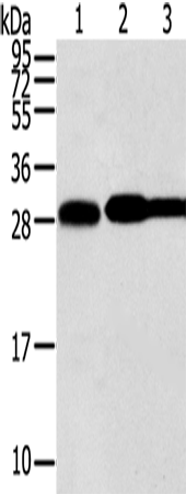 Anti-Human STX10 Antibody - ABMIUM