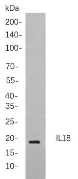 Anti-Human IL18 Antibody [B833]