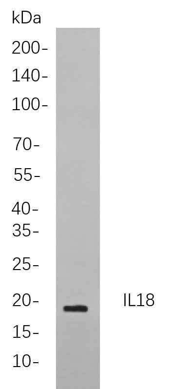 Anti-Human IL18 Antibody [B833] - ABMIUM