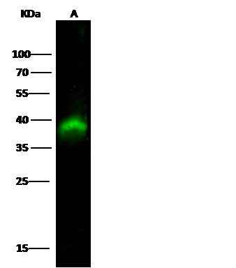 Anti-Human PBK Antibody [A913] - ABMIUM