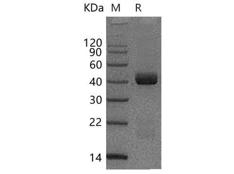 > 95 % as determined by reducing SDS-PAGE.