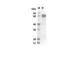 SDS-PAGE analysis of Mouse Fcer2 proteins, 2 μg/lane of Recombinant Mouse Fcer2 proteins was resolved with an SDS-PAGE under reducing conditions, showing bands at 55.9 kDa.
