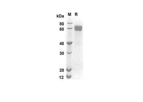 SDS-PAGE analysis of Mouse Fcer2 proteins, 2 μg/lane of Recombinant Mouse Fcer2 proteins was resolved with an SDS-PAGE under reducing conditions, showing bands at 55.9 kDa.