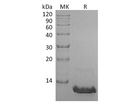 Recombinant Human CCL8/MCP-2 Protein - ABMIUM
