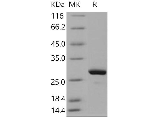 > 96 % as determined by reducing SDS-PAGE.