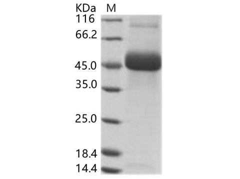 > 90 % as determined by reducing SDS-PAGE.