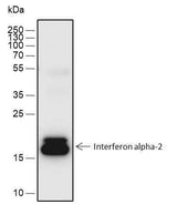 Anti-Mouse Interferon alpha-2 Antibody [A526]