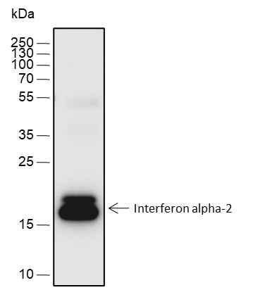 Anti-Mouse Interferon alpha-2 Antibody [A526]