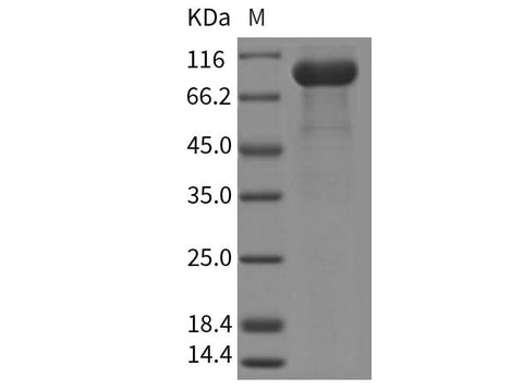 > 95 % as determined by reducing SDS-PAGE.
