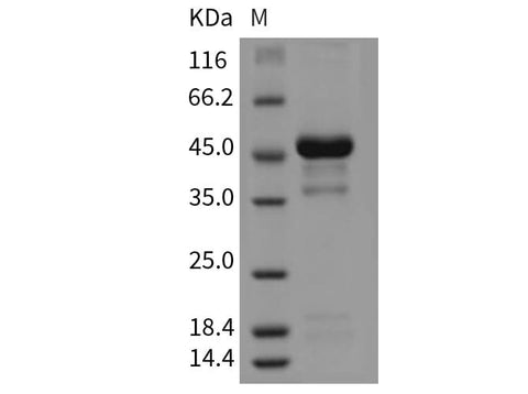 > 85 % as determined by reducing SDS-PAGE.
