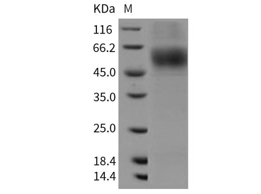 > 95 % as determined by reducing SDS-PAGE.
