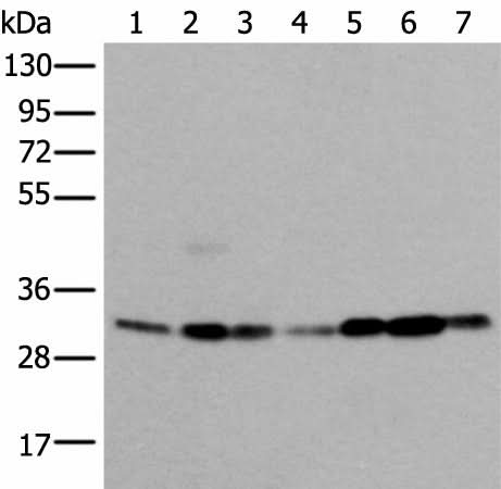 Western blot analysis of 293T Hela Jurkat and A431 cell Human heart tissue Mouse kidney tissue HEPG2 cell lysates using VDAC1 Polyclonal Antibody at dilution of 1:350