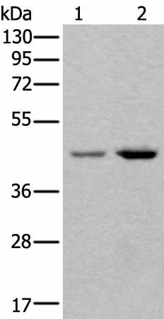 Western blot analysis of 293T and Hela cell lysates using TBX1 Polyclonal Antibody at dilution of 1:400