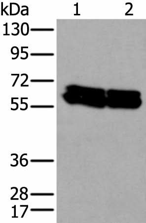 Western blot analysis of HEPG2 and Hela cell lysates using ZNF207 Polyclonal Antibody at dilution of 1:300