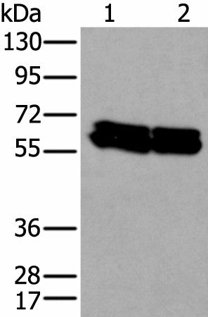 Western blot analysis of HEPG2 and Hela cell lysates using ZNF207 Polyclonal Antibody at dilution of 1:300