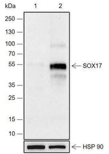 Anti-Human SOX17 Antibody [A676]