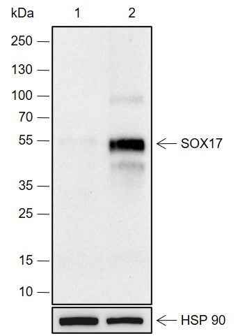 Anti-Human SOX17 Antibody [A676] - ABMIUM