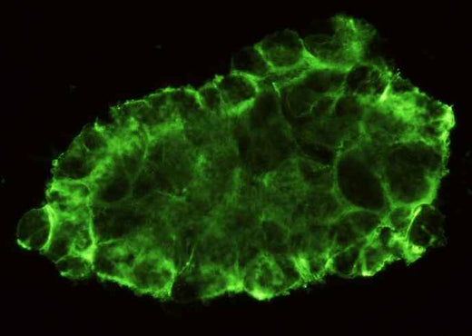 Anti-Human PECAM1 Antibody [B225] - ABMIUM