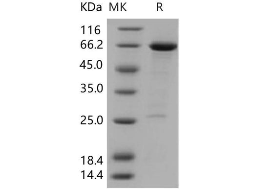 > 88 % as determined by reducing SDS-PAGE.