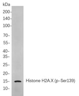 Anti-Human/Mouse/Rat Histone H2A.X Antibody [B728]