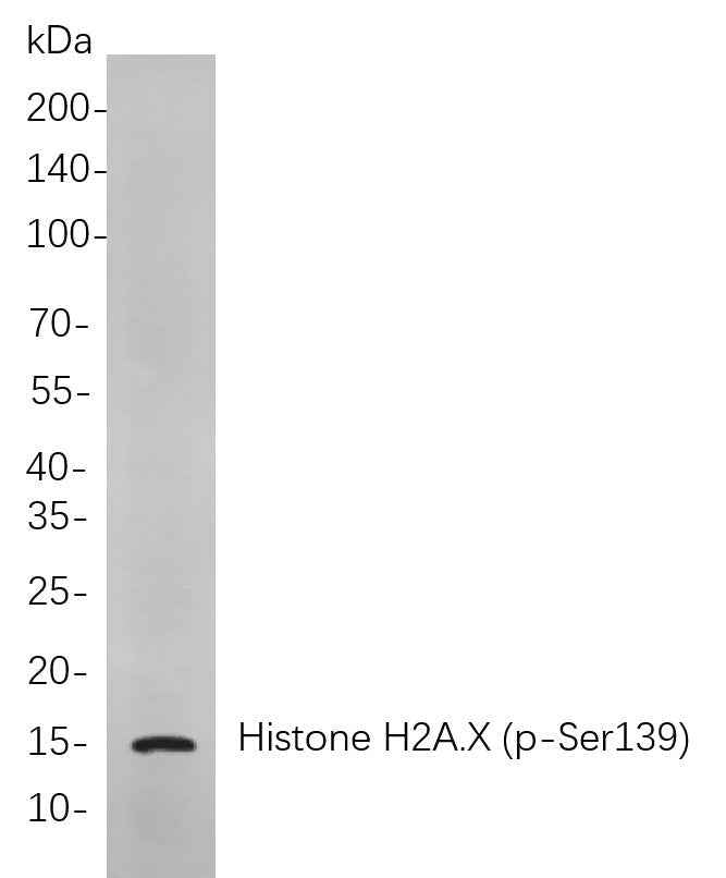 Anti-Human/Mouse/Rat Histone H2A.X Antibody [B728]