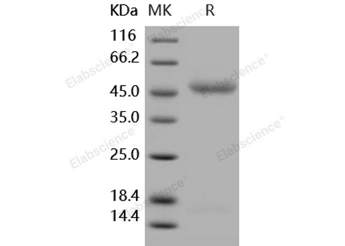 > 97 % as determined by reducing SDS-PAGE.