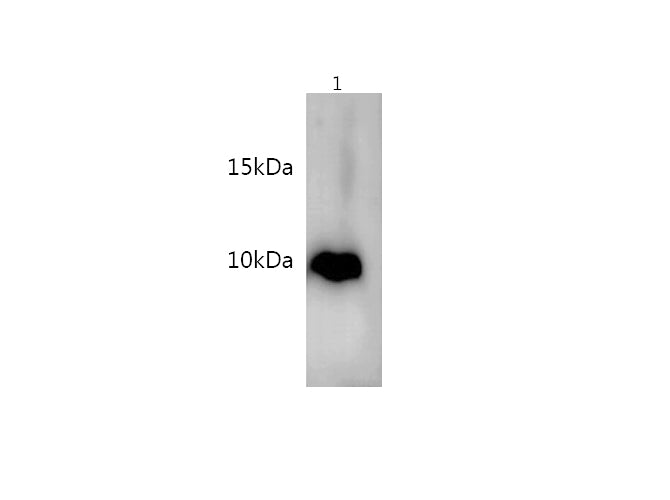 Anti-Human/Mouse/Rat S100B Antibody - ABMIUM