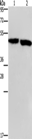 Anti-Human/Mouse/Rat CLUAP1 Antibody - ABMIUM