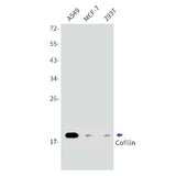Western blot detection of Cofilin in A549,MCF-7,293T cell lysates using Cofilin Rabbit mAb(1:1000 diluted).Predicted band size:19kDa.Observed band size:19kDa.