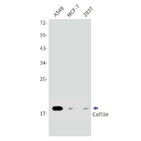 Western blot detection of Cofilin in A549,MCF-7,293T cell lysates using Cofilin Rabbit mAb(1:1000 diluted).Predicted band size:19kDa.Observed band size:19kDa.