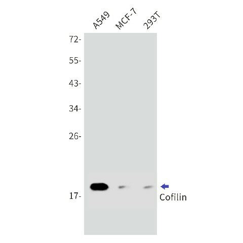 Western blot detection of Cofilin in A549,MCF-7,293T cell lysates using Cofilin Rabbit mAb(1:1000 diluted).Predicted band size:19kDa.Observed band size:19kDa.