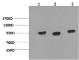Western Blot analysis of 1) Hela, 2) Mouse brain, 3) Rat brain using HSP90 alpha Monoclonal Antibody at dilution of 1:2000.