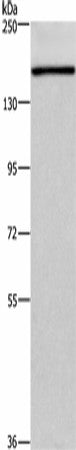Anti-Human/Mouse/Rat HDLBP Antibody - ABMIUM