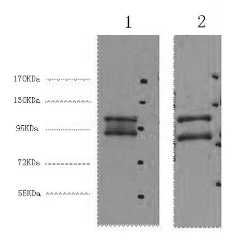 Western Blot analysis of 1) Hela, 2) HepG2 cells using IDE Monoclonal Antibody at dilution of 1:2000.