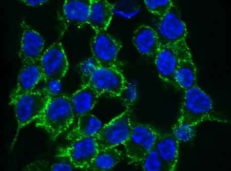 Anti-Mouse TNFSF9 Antibody [B394] - ABMIUM