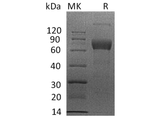 > 95 % as determined by reducing SDS-PAGE.