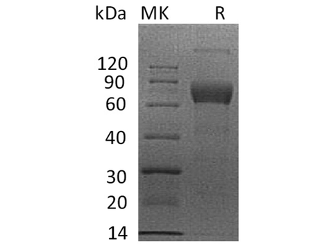 > 95 % as determined by reducing SDS-PAGE.