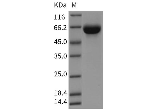> 95 % as determined by reducing SDS-PAGE.