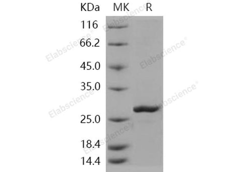 > 92 % as determined by reducing SDS-PAGE.