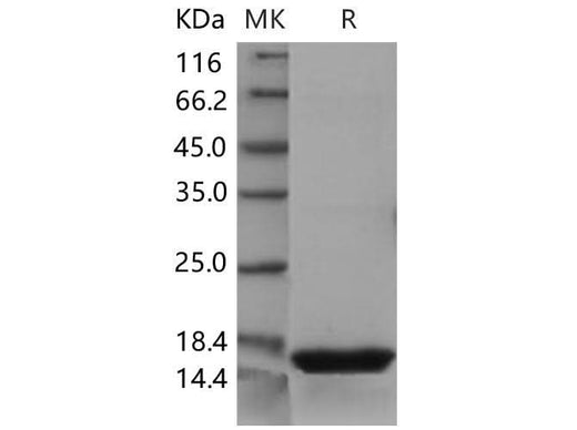 > 97 % as determined by reducing SDS-PAGE.