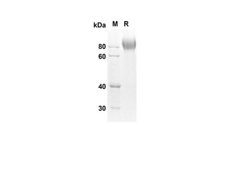 SDS-PAGE analysis of Mouse Kit proteins, 2 μg/lane of Recombinant Mouse Kit proteins was resolved with SDS-PAGE under reducing conditions, showing bands at 55.2 kDa.