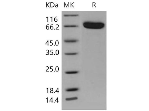> 98 % as determined by reducing SDS-PAGE.