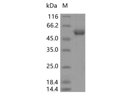 > 90 % as determined by reducing SDS-PAGE.
