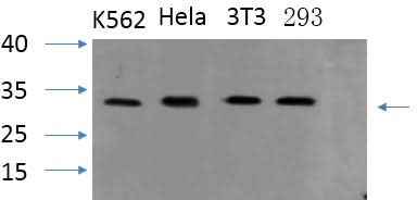 Anti-Human/Mouse/Rat ASC Antibody