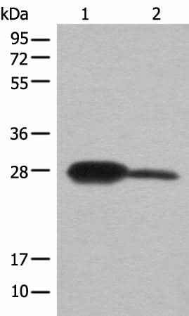 Anti-Human/Mouse/Rat BDH2 Antibody