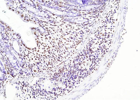 Mouse Colon Tissue incubated with DNase I for 10 min