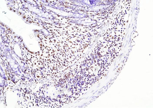 Mouse Colon Tissue incubated with DNase I for 10 min